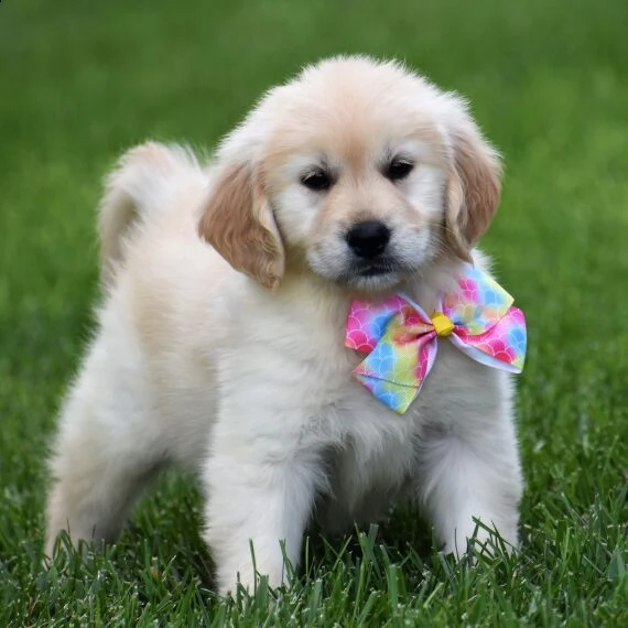 golden retriever cuccioli per l'adozione bellissima cucciolata cerca nuova famiglia, 4 maschi e 3 fe