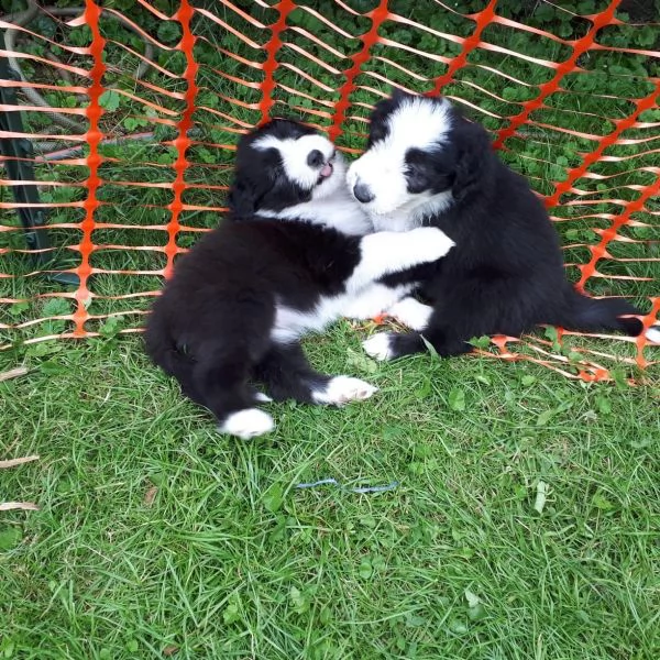 tre cuccioli di bearded collie cioccolato | Foto 4