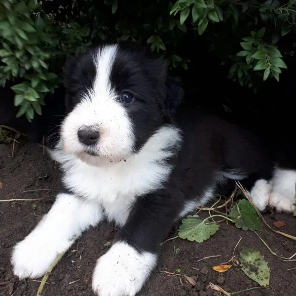 tre cuccioli di bearded collie cioccolato | Foto 3