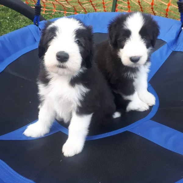 tre cuccioli di bearded collie cioccolato