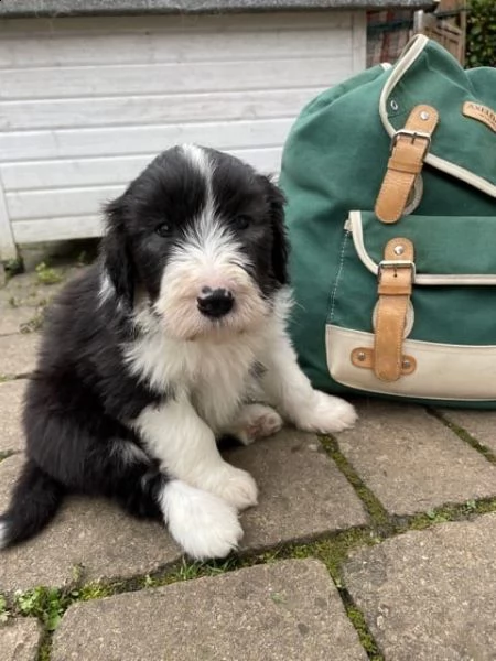 tre cuccioli di bearded collie cioccolato | Foto 1