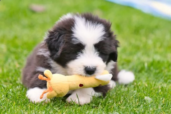 tre cuccioli di bearded collie cioccolato | Foto 0