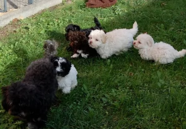 cuccioli bolognese maschi e femmina | Foto 5