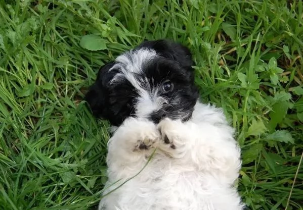 cuccioli bolognese maschi e femmina | Foto 4