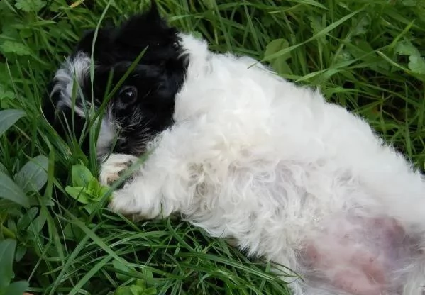 cuccioli bolognese maschi e femmina | Foto 3