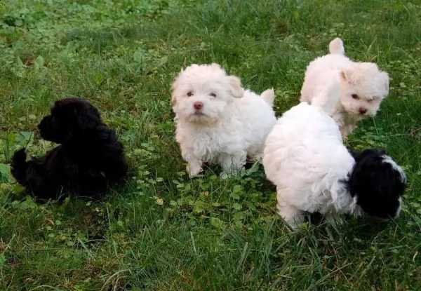 cuccioli bolognese maschi e femmina | Foto 2