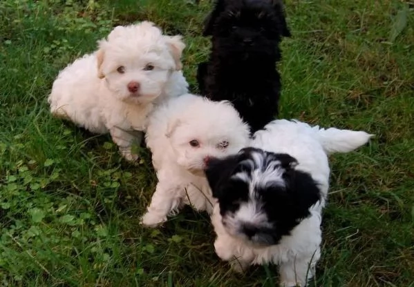 cuccioli bolognese maschi e femmina