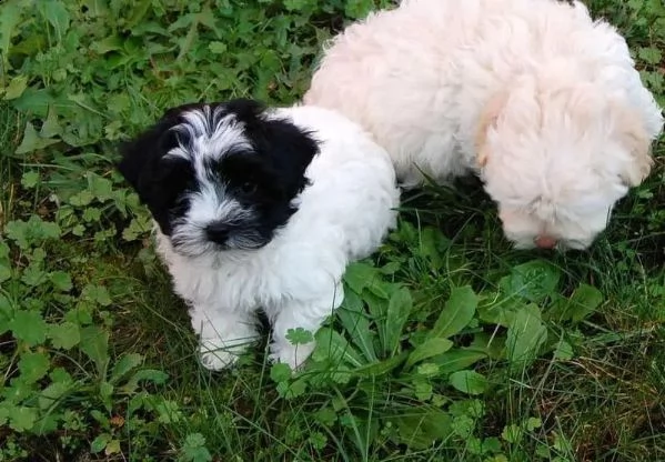 cuccioli bolognese maschi e femmina | Foto 0