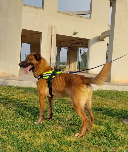 otello, bello equilibrato ed amante dei bambini