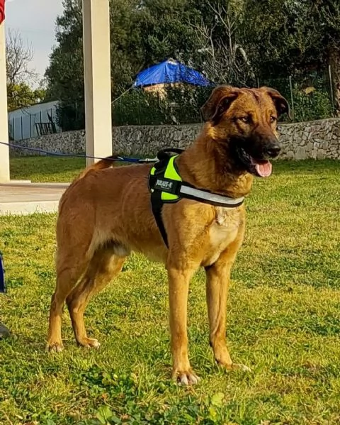 otello, bello equilibrato ed amante dei bambini | Foto 1