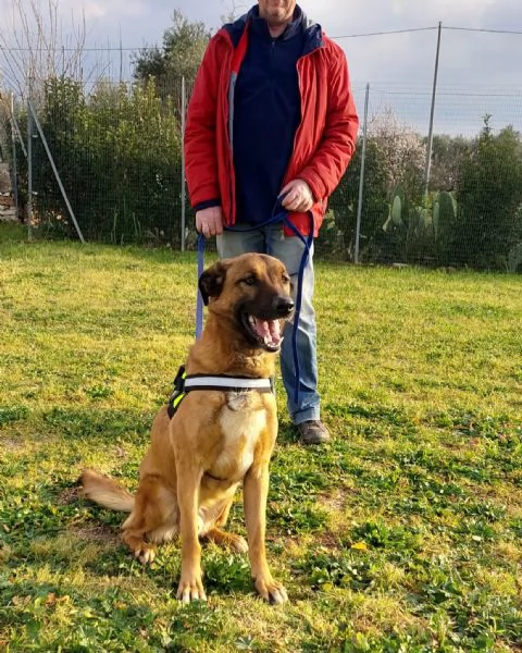 Otello, un cane perfetto ancora in canile  | Foto 6