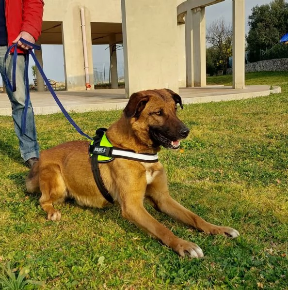 Otello, un cane perfetto ancora in canile  | Foto 5