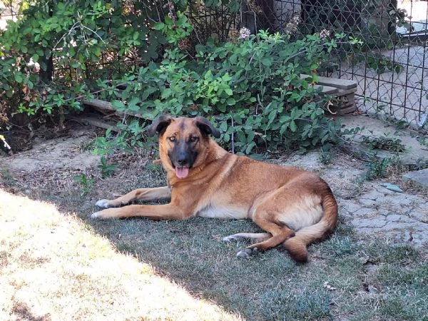 Otello, un cane perfetto ancora in canile 