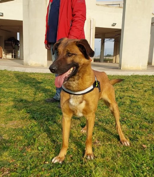 Otello, un cane perfetto ancora in canile  | Foto 4