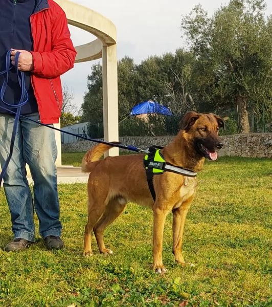 Otello, un cane perfetto ancora in canile  | Foto 3