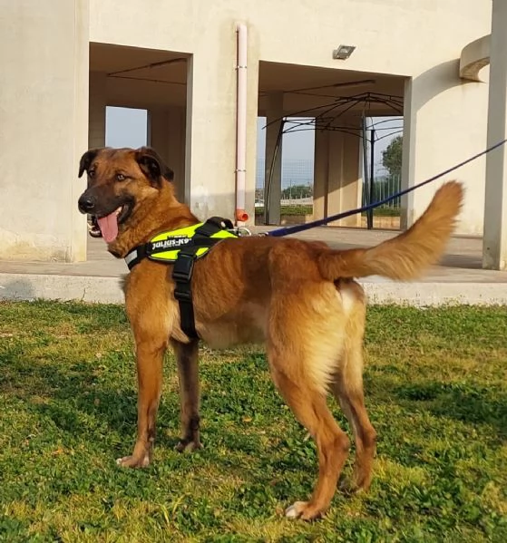 Otello, un cane perfetto ancora in canile  | Foto 2