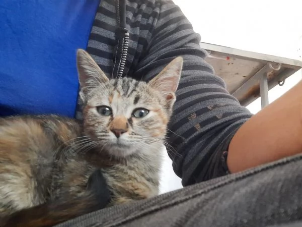 Fausta, una gattina di 3 mesi  | Foto 2