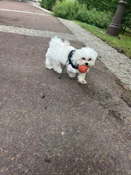 regalo di cuccioli maltesi molto piccoli