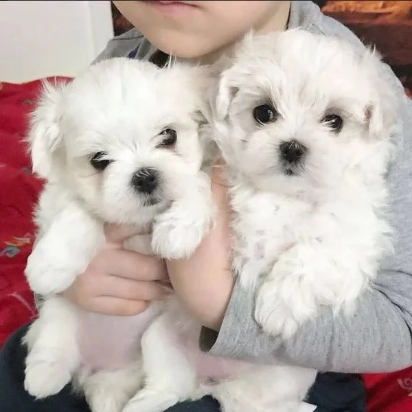  cuccioli di maltese taglia piccolaqqcnl