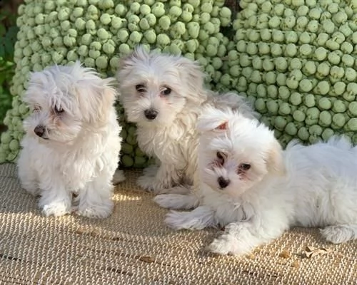  cuccioli di maltese taglia piccolaqqcnl | Foto 2