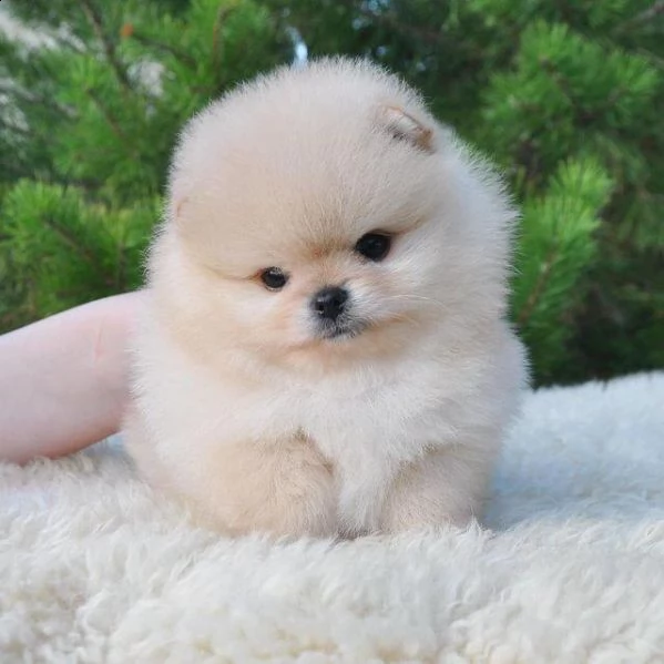 cuccioli di pomerania di razza pura | Foto 0