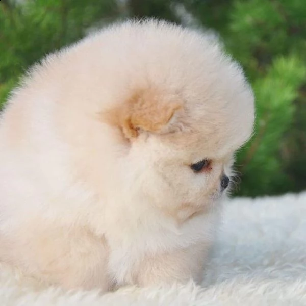 cuccioli di pomerania di razza pura