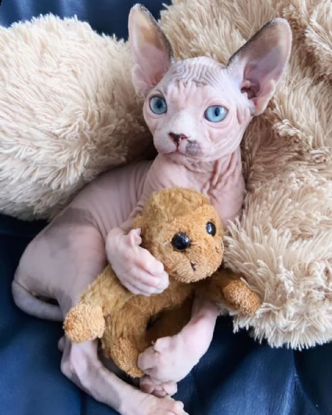 bellissimi gattini sphynx