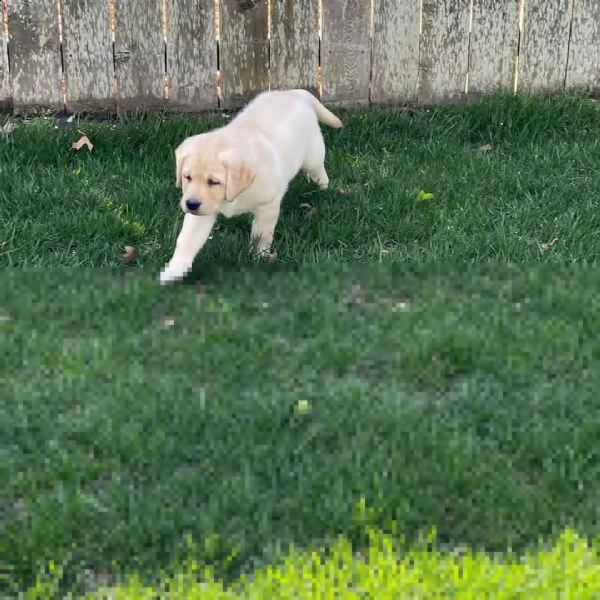 dolcissimi cuccioli di labrador