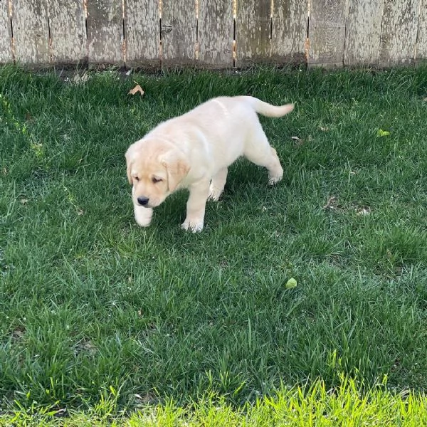 dolcissimi cuccioli di labrador | Foto 0