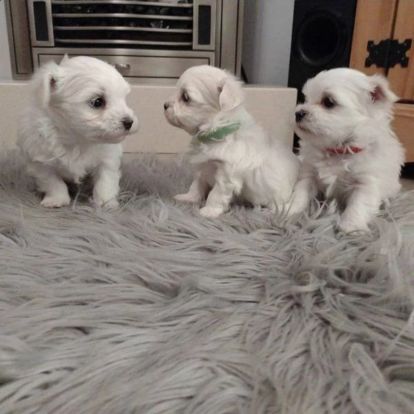 cuccioli di maltese!!!!