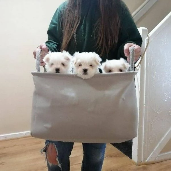 due cuccioli di maltese bianchi!!!! | Foto 0