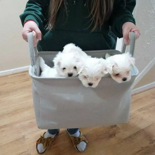 due cuccioli di maltese bianchi!!!!