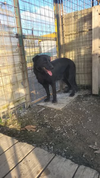 Splendido Labrador - KIRO | Foto 5