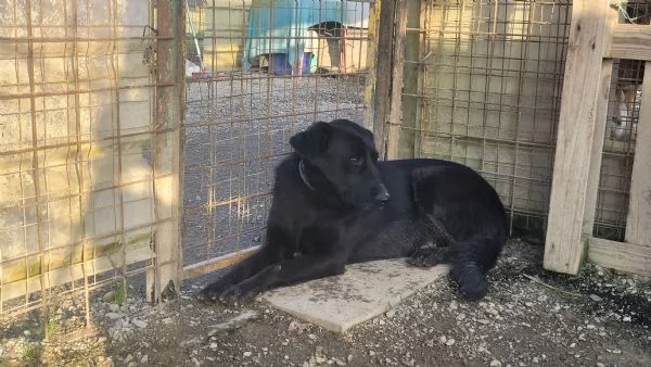 Splendido Labrador - KIRO | Foto 3