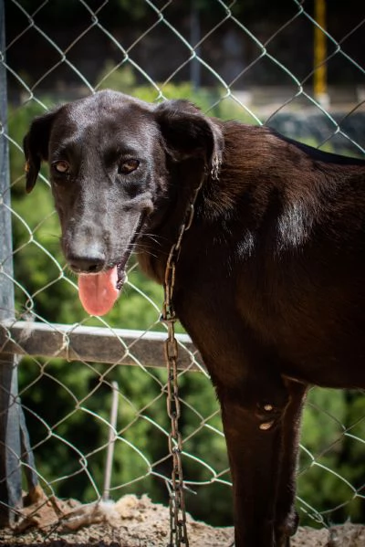 Splendida meticcia - BLACKY | Foto 0