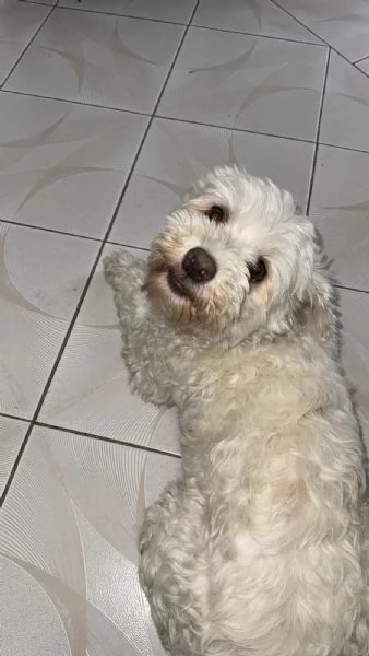 Splendida Bichon - SNOWY