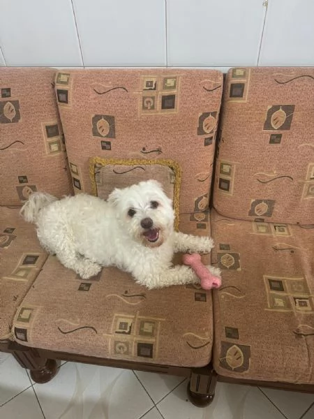 Splendida Bichon - SNOWY | Foto 2