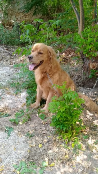 Splendido Golden Retreiver - AASSAL | Foto 3