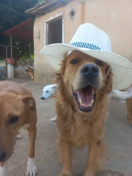 Splendido Golden Retreiver - AASSAL