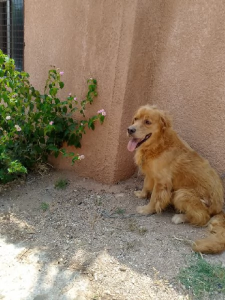 Splendido Golden Retreiver - AASSAL | Foto 2