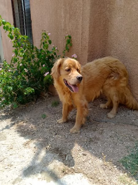 Splendido Golden Retreiver - AASSAL | Foto 1