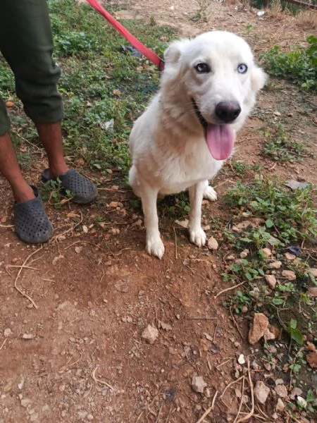 Splendida Husky - CANDY | Foto 1