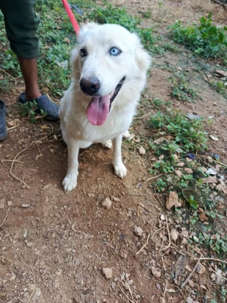 Splendida Husky - CANDY | Foto 0