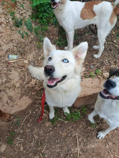 Splendida Husky - CANDY