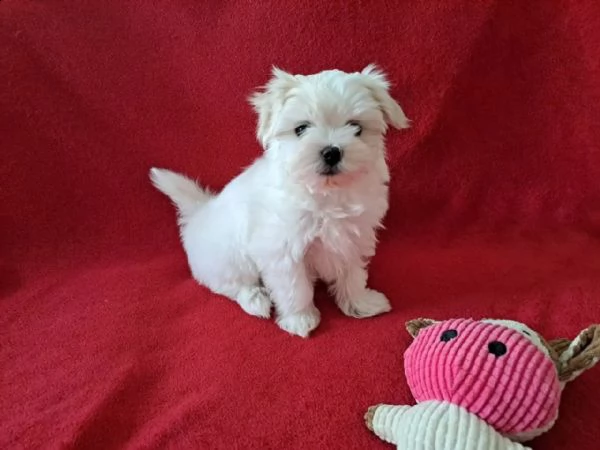 mini italiano cucciolo maltese toy vaccinato | Foto 1