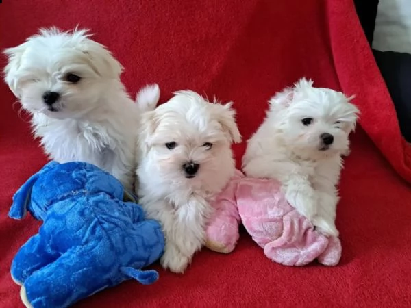 mini italiano cucciolo maltese toy vaccinato | Foto 0