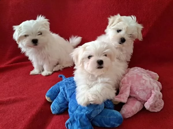 mini italiano cucciolo maltese toy vaccinato