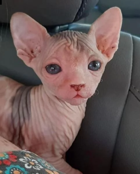 male and female sphynx kittens