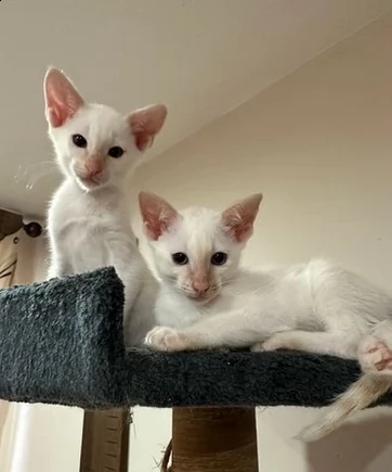 tre bellissimi gattini siamesi pronti