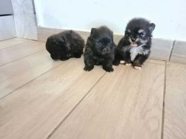 Volpino di Pomerania vendita da privato  | Foto 4